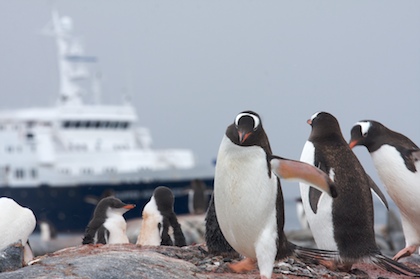 Penguins and Ship