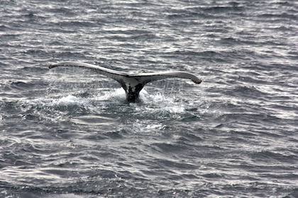 Diving Humpback