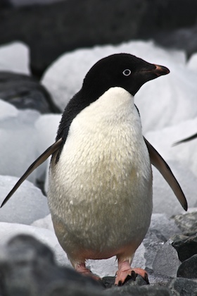Adélie Penguin