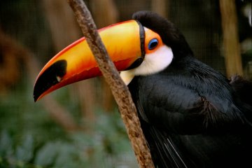 Toucan