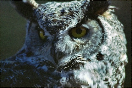 Great Horned Owl