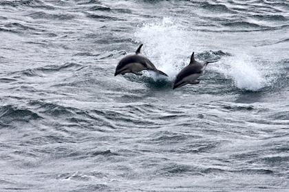 Dusky Dolphins